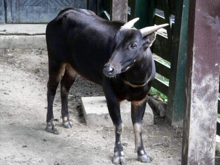 Домашний буйвол: особенности содержания и ухода