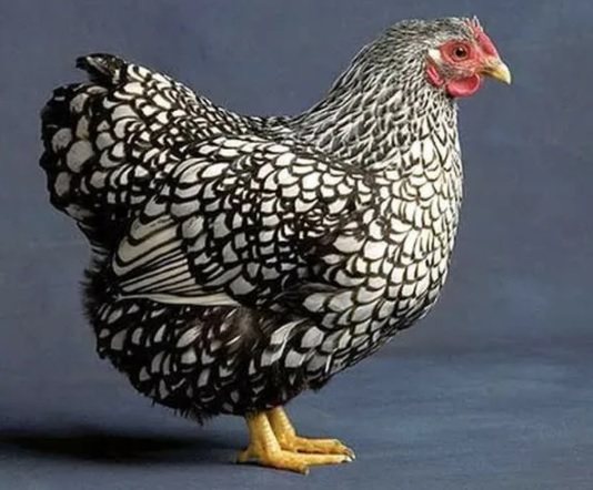 Карликовый виандот