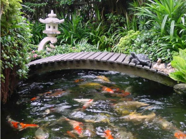 Кои: потребности, разведение и уход, объем воды для кои, температура для карпов кои, кислород, питание, фильтрация воды, растения для водоема, защита от хищников