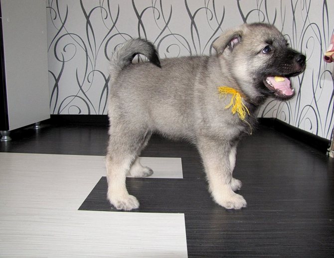 Описание норвежских элкхаундов: внешность и характер скандинавской лосиной лайки