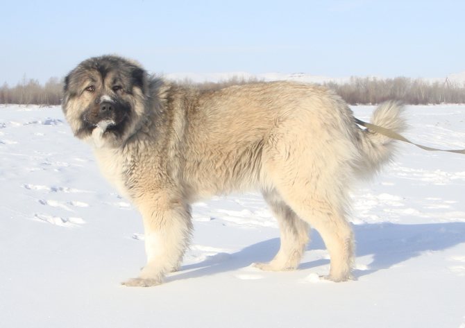 Кавказская овчарка: характеристика породы собак