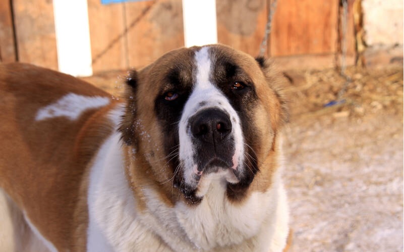 20 пастушьих пород собак