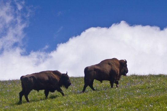 Зубр из Красной книги: внешний вид, питание, размножение