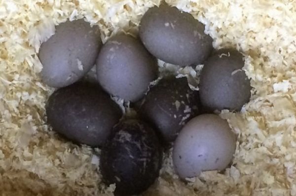 Каюга-утка-Описание-особенности-виды-образ-жизни-и-среда-обитания-птицы-каюги-10