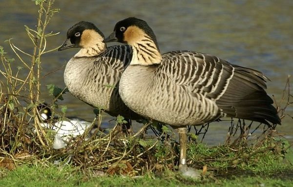 Краснозобая казарка:  описание птицы, особенности, виды, среда обитания