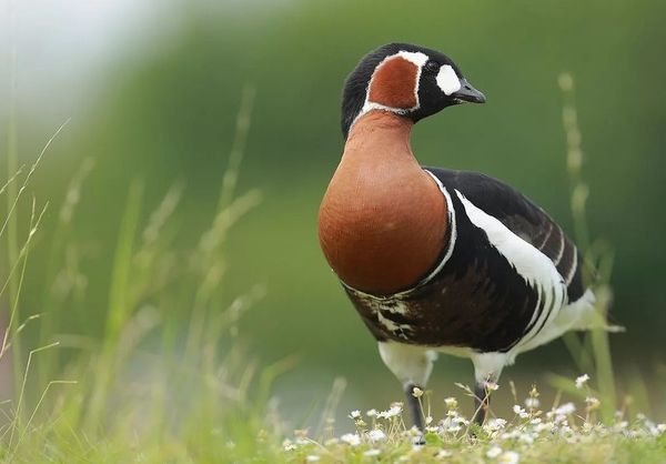 Краснозобая казарка:  описание птицы, особенности, виды, среда обитания