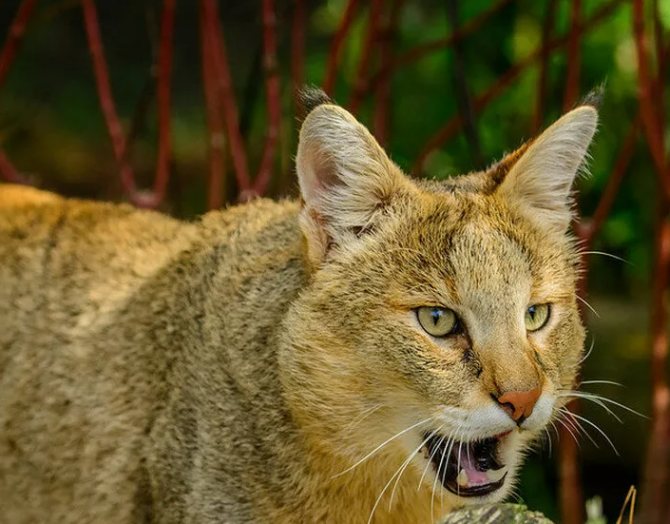 Красная книга Ставропольского края