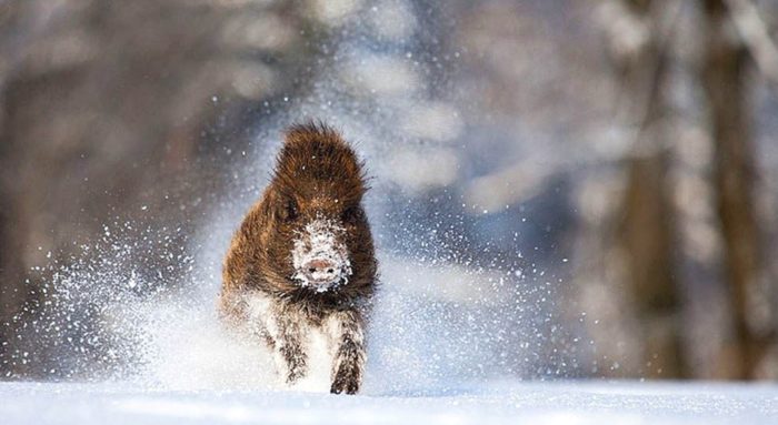 Средняя скорость бега кабана 35 км/ч