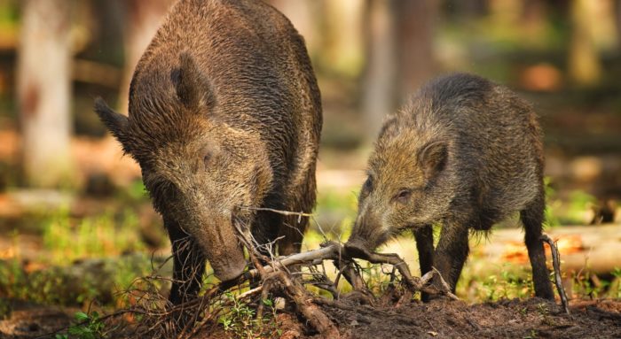 Кабаны могут есть корни деревьев