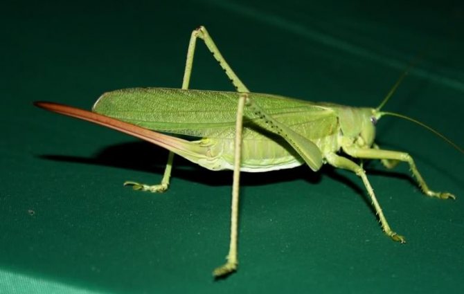 Чем отличается кузнечик от сверчка: основные отличия, особенности видов