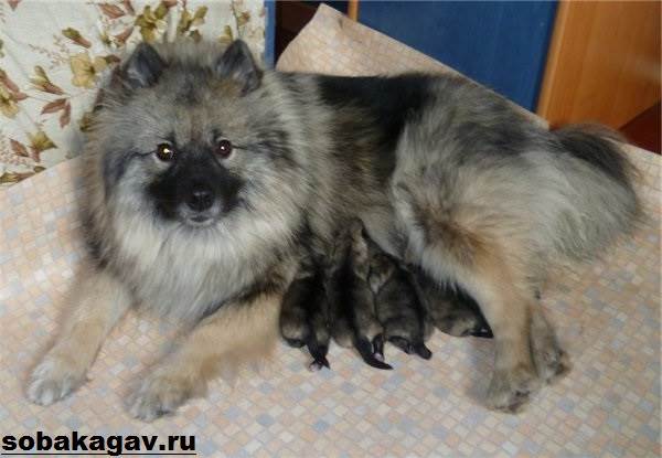 Кеесхонд-собака-Описание-особенности-уход-и-цена-породы-кеесхонд-6