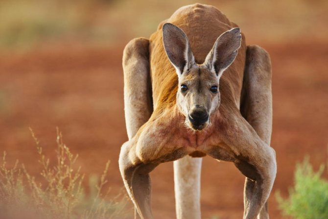 изображение животного кенгуру