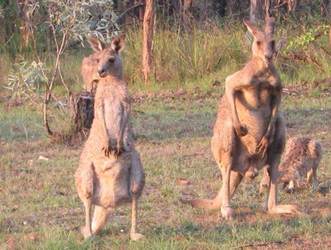 женщина и мужчина-кенгуру фото