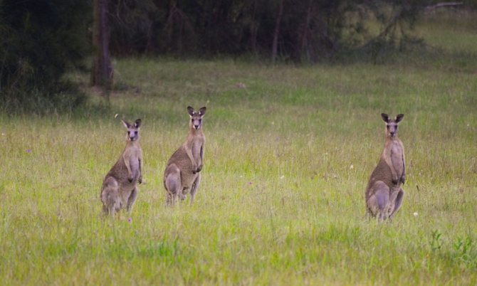 среда обитания кенгуру