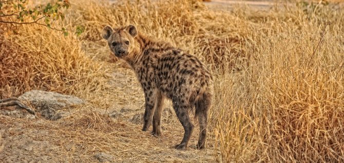 Гиена: семейство кошачьих или собачьих