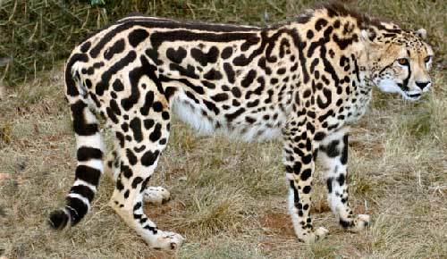 Гепард в дикой природе: характеристики, места обитания, образ жизни, питание и размножение гепардов