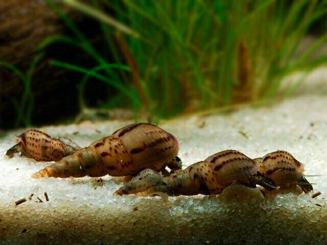 Улитка Мелания с описанием