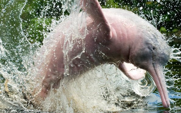 Где можно увидеть дельфинов в России в естественной среде обитания?