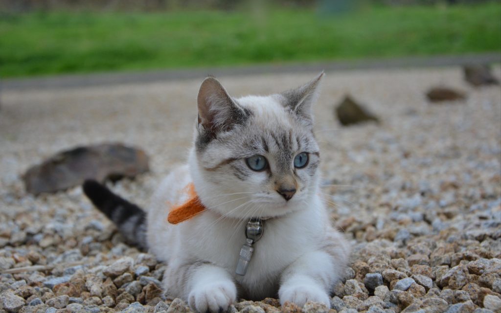 Охос азулес: описание породы кошек, особенности содержания