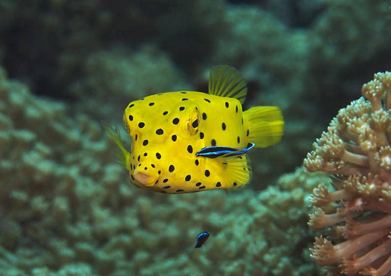 Кузовок-кубик (рыба-коробка)