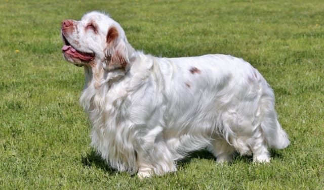 Кламбер спаниель: описание породы и особенности содержания
