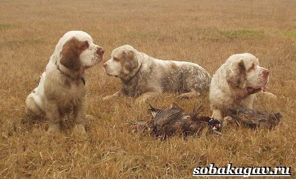 Кламбер-спаниель-собака-Описание-особенности-уход-и-цена-породы-8