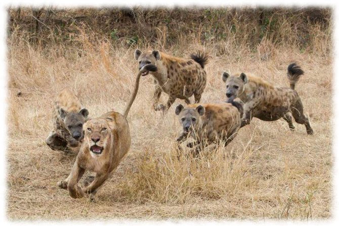 Гиена: семейство кошачьих или собачьих