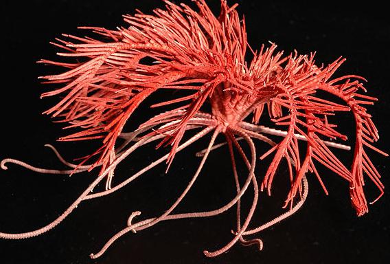 класс морские лилии