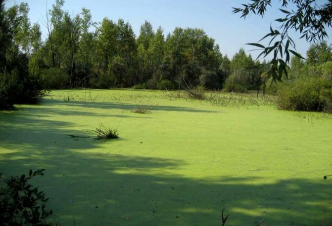Классификация болот. Что такое болота Болото болотное...