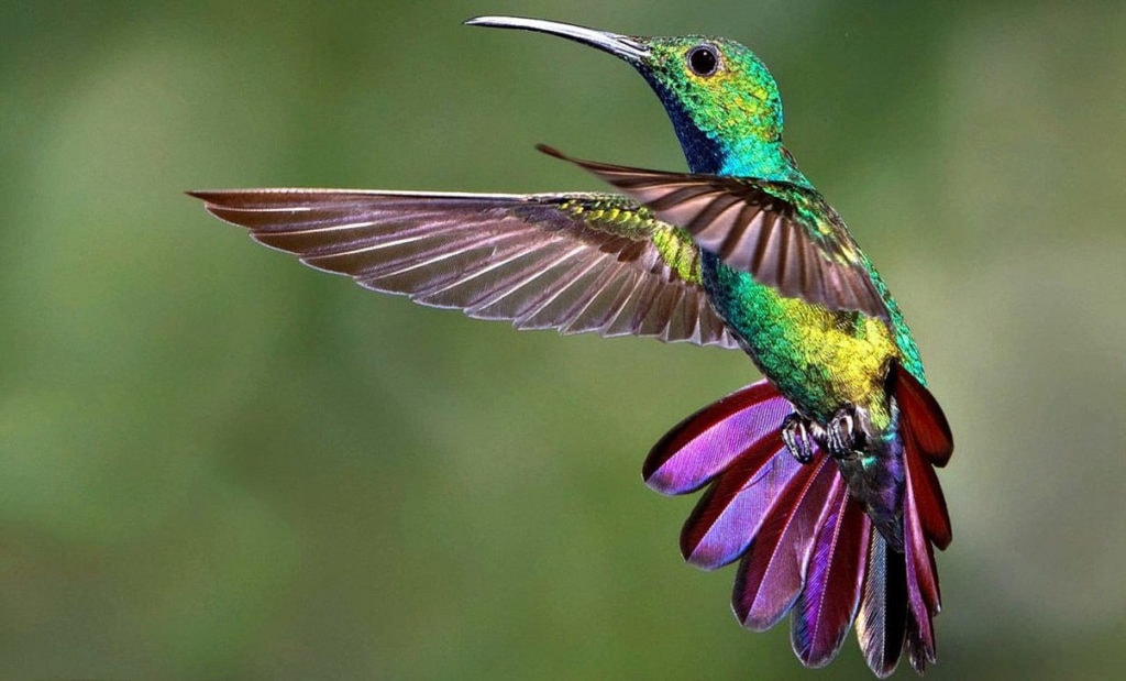 Колибри в полете