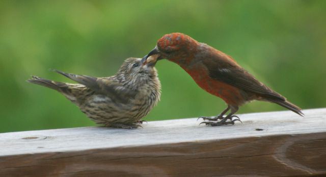 Клест — лесная певчая птица из семейства вьюрковых. Клест-еловик: описание, образ жизни
