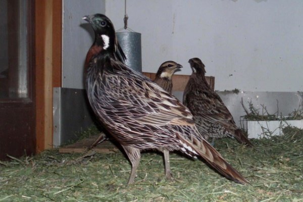 Клинохвостый фазан