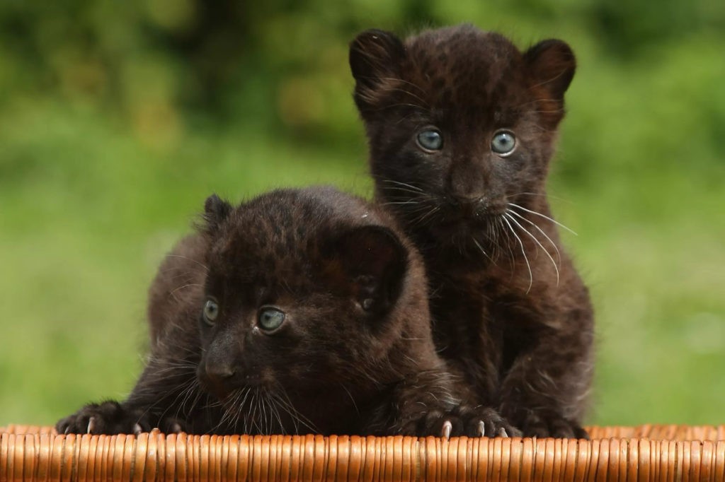 Котята пантеры