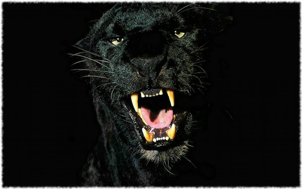 Клыки пантеры