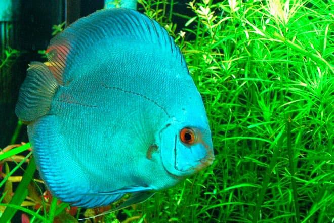 кобальтовый