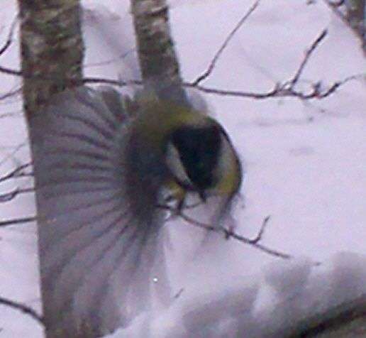 Когда синички выводят птенцов, когда синицы откладывают яйца