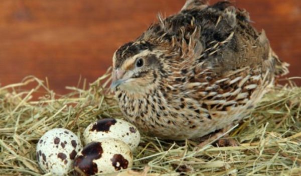 Как несутся перепела и лучшие яичные породы