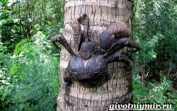 Кокосовый-краб-Образ-жизни-и-среда-обитания-кокосового-краба-2