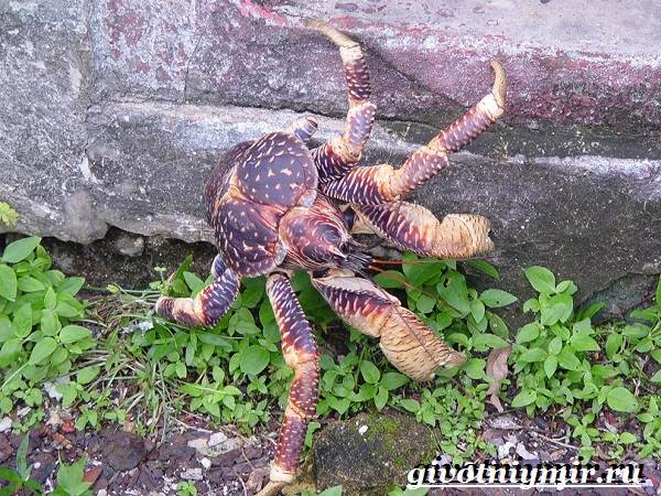 Кокосовый-краб-Образ-жизни-и-среда-обитания-кокосового-краба-3