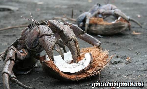 Кокосовый-краб-Образ-жизни-и-среда-обитания-кокосового-краба-7