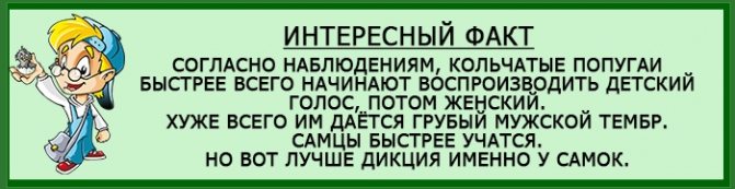 Кольчатые попугаи разговаривают