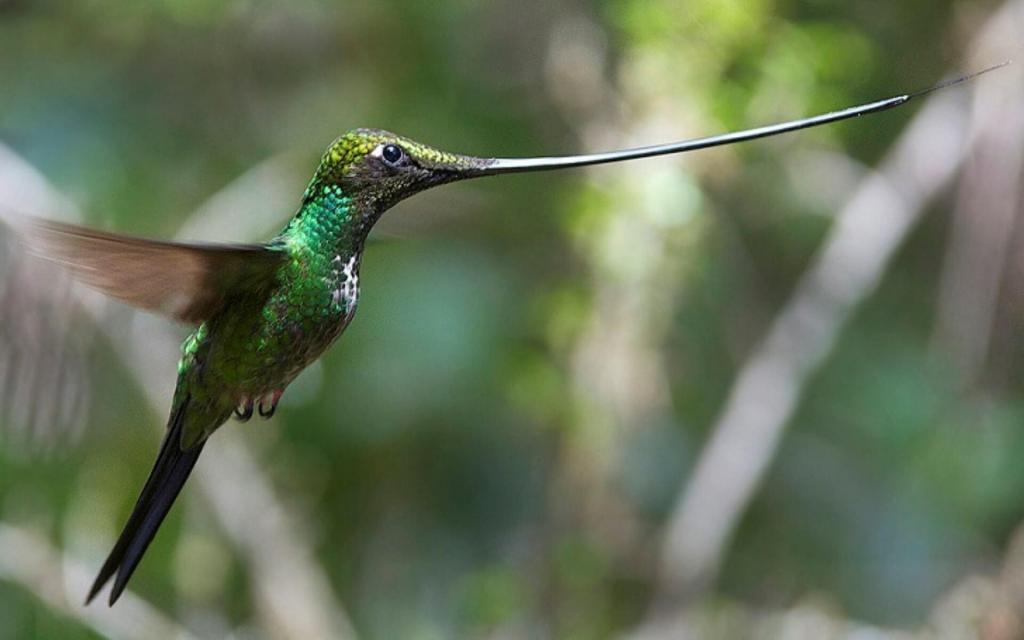 Меченосный колибри