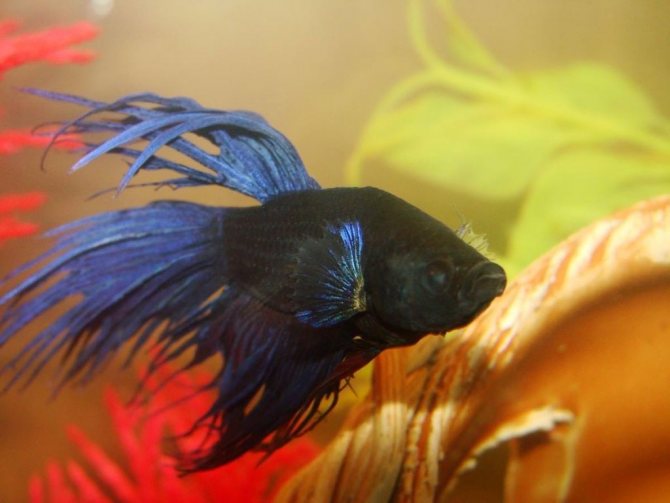 петух петух рыба