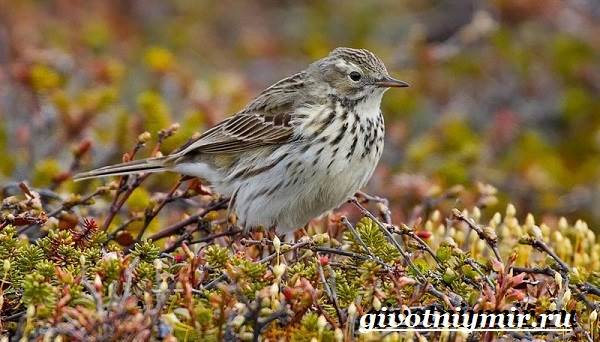 Конёк-птица-Образ жизни-и-среда обитания-птица-дудочник-10