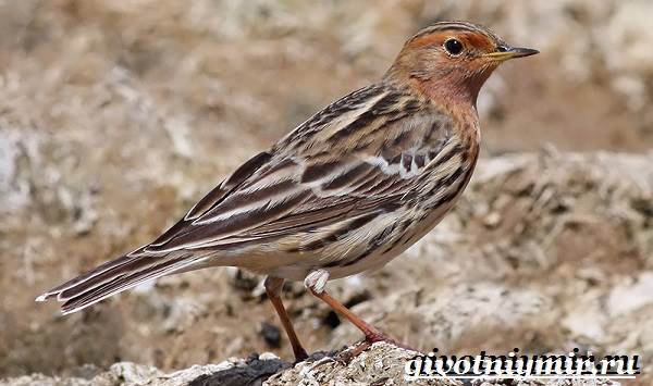 Конёк-птица-Образ жизни-и-среда обитания-птица-труба-6