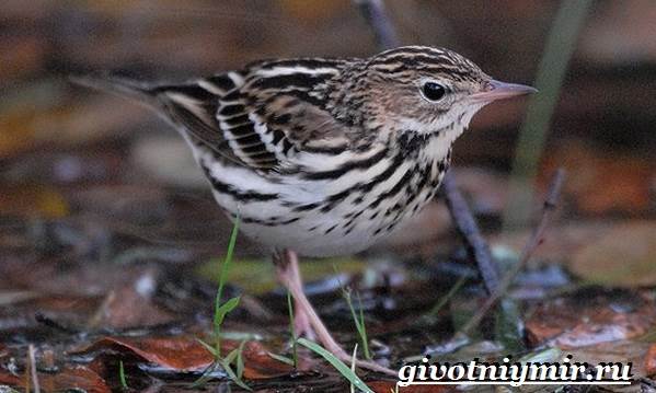 Конёк-птица-Образ жизни-и-среда обитания-птица-дудочник-7