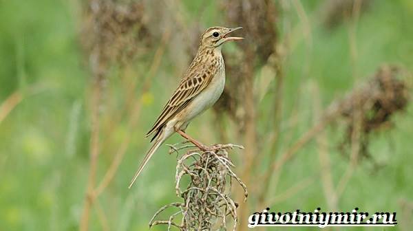 Конёк-птица-Образ жизни-и-среда обитания-птица-труба-8