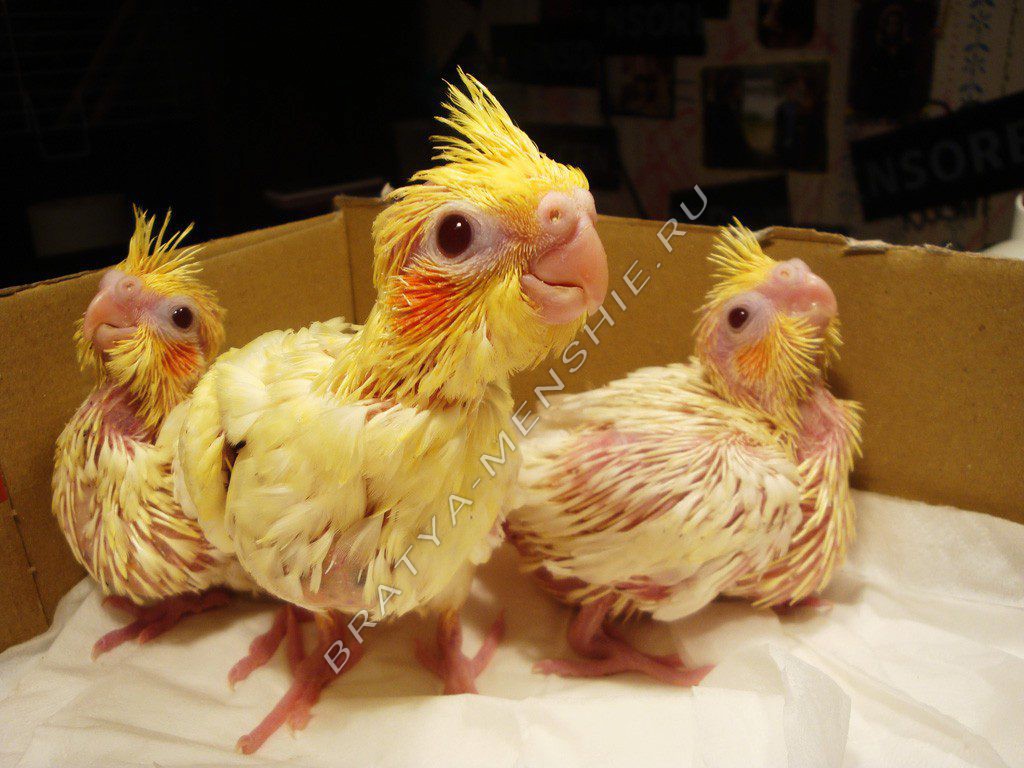 Сколько живут попугаи кореллы в домашних условиях