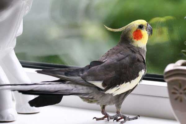 корелла живет дома