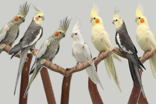 кореллы на ветке